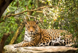 Significado de la Danza del Jaguar