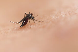 Mosquito