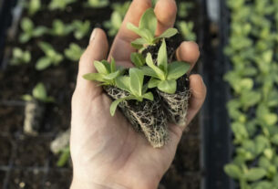 Producir alimentos nutritivos